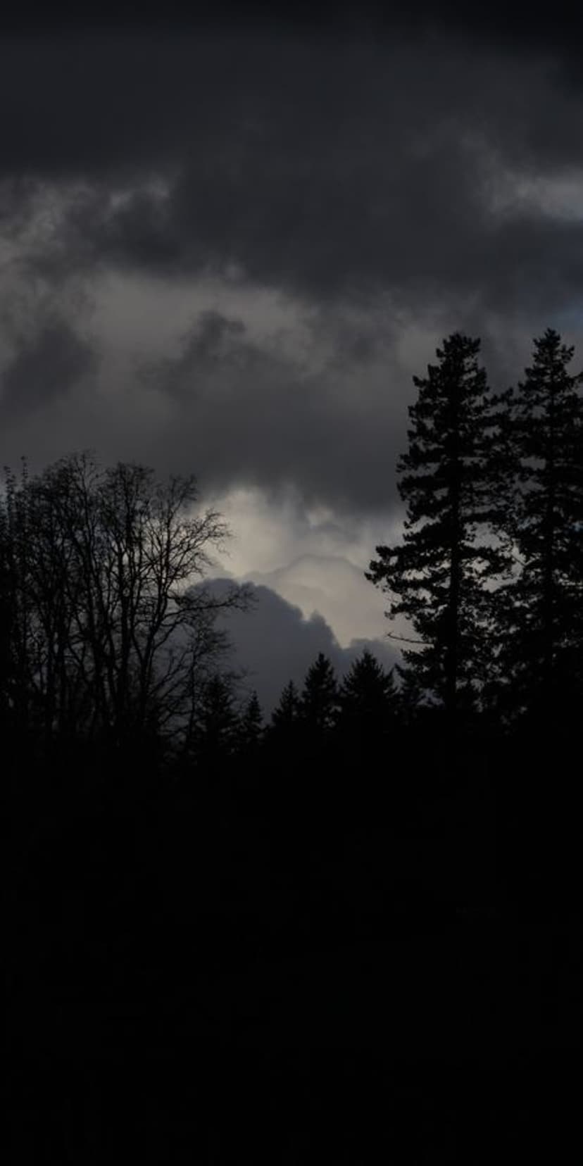 Dark storm clouds gather over silhouetted forest trees and bare branches in a vertical moody nature scene.