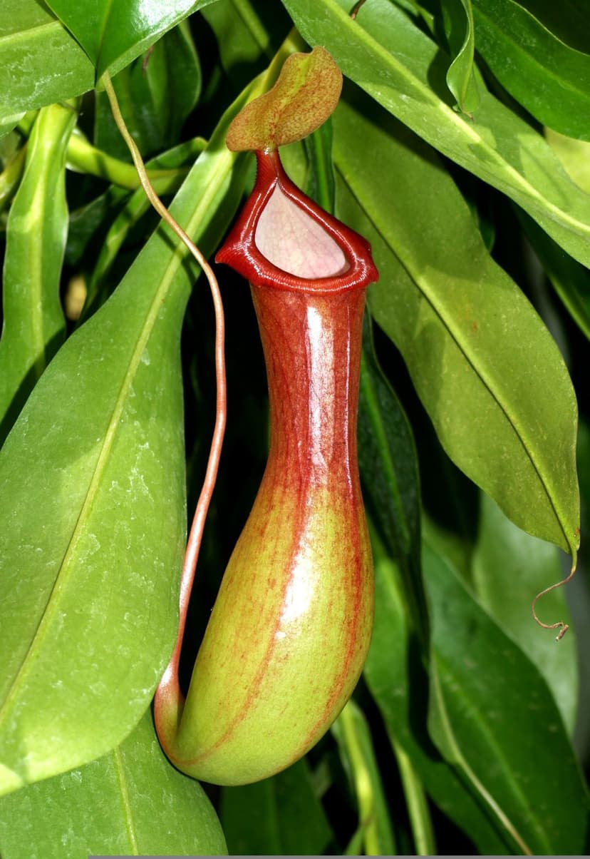 Red and green striped Nepenthes pitcher plant with a coiled tendril hanging amidst dense tropical green foliage.