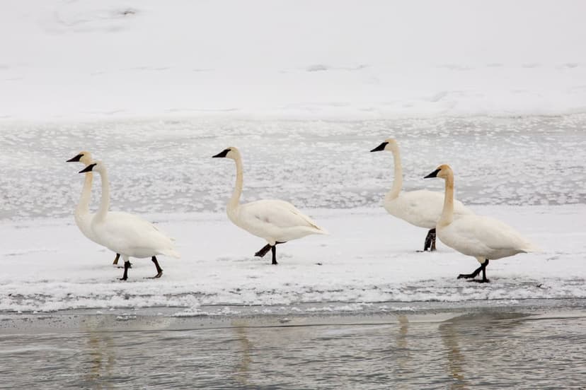White trumpeter swans stand on a snowy ice-covered bank near reflective water during a cold winter day.