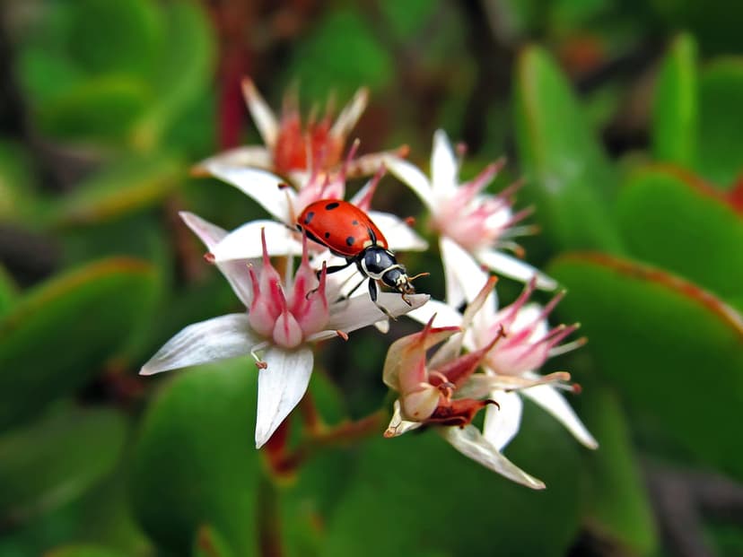 Red ladybug with black spots rests on white star-shaped succulent petals with a blurred green background.