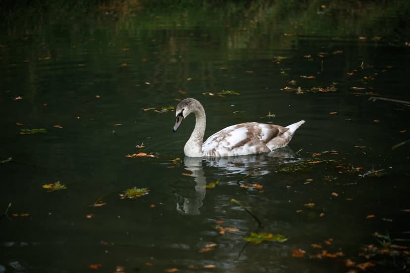 Young swan with gray feathers swimming in dark water among floating leaves and its own clear reflection.