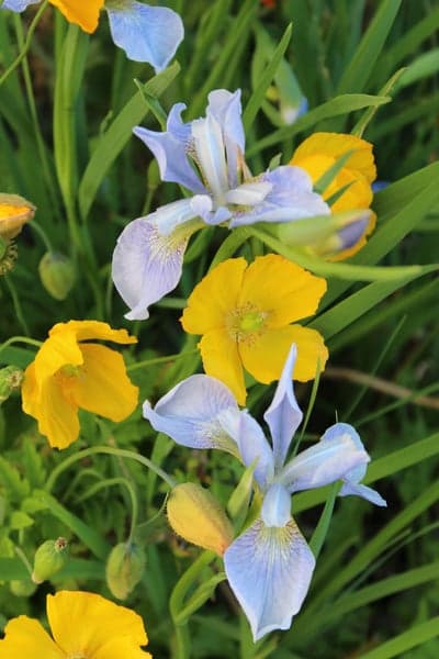 Golden Poppies and Indigo Irises Mobile Floral Screen