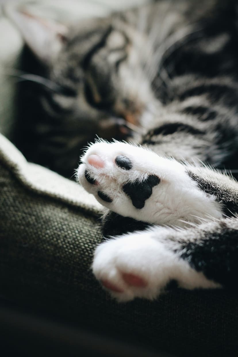 Tabby cat paw with pink and black toe beans resting on a green textured couch with a blurred background.