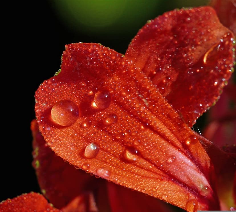 Transparent water droplets cling to a vibrant red flower petal with sharp macro focus and dark blurred background.