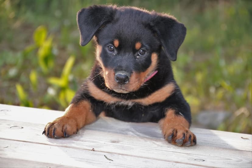 Rottweiler puppy with black and tan markings rests its paws on a weathered wooden surface with a soft green background.