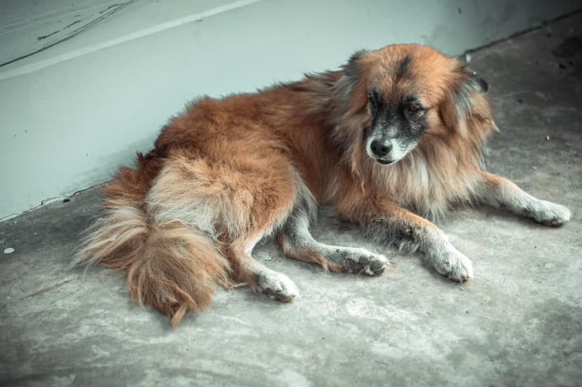 Elderly brown dog with fluffy fur and a long tail lies on a grey concrete floor in soft natural light.