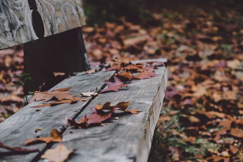 Red and orange autumn leaves lie on a textured wooden bench against a blurred seasonal forest background.