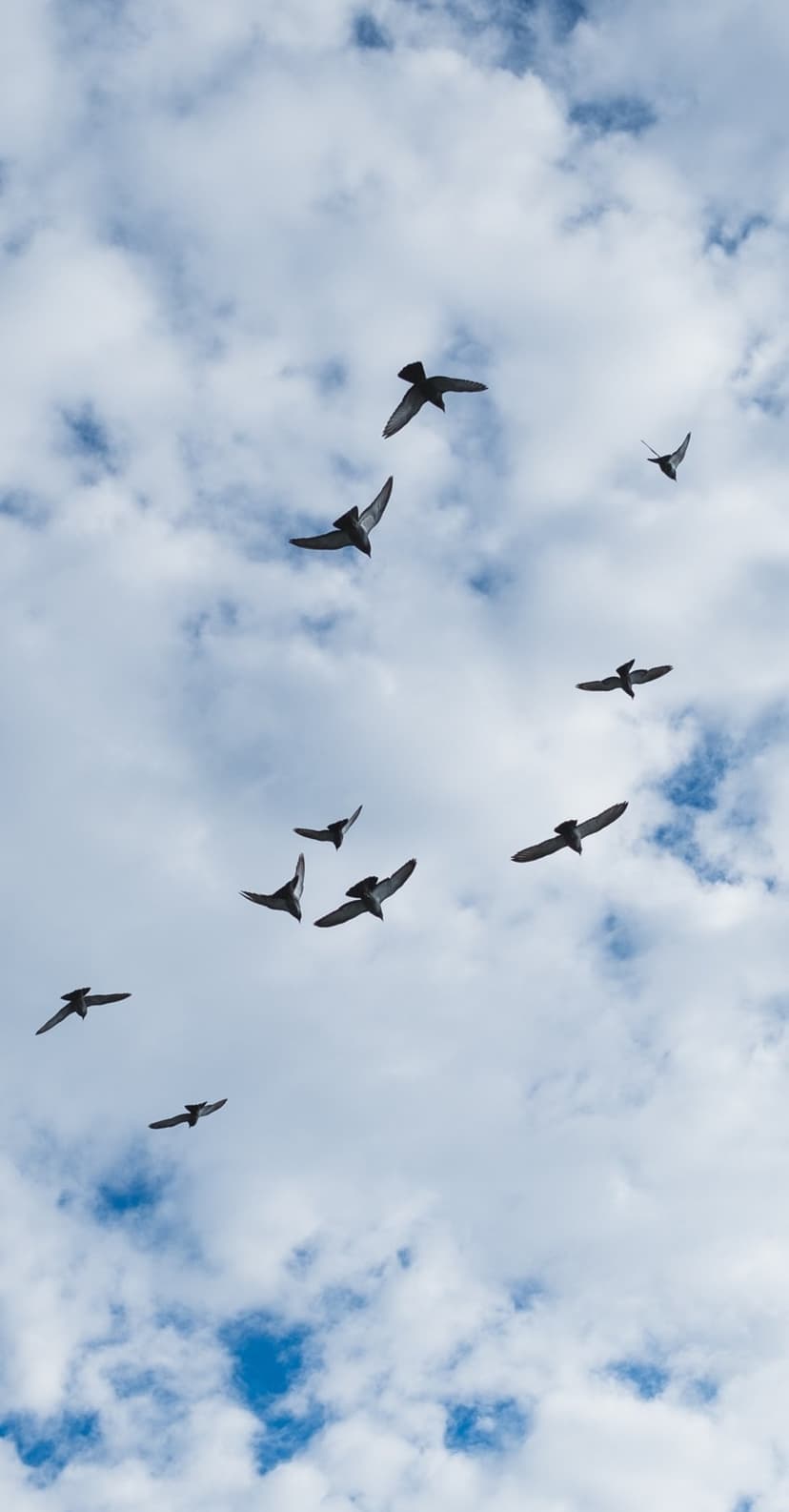 Dark bird silhouettes fly in formation across a bright blue sky filled with puffy white cumulus clouds.