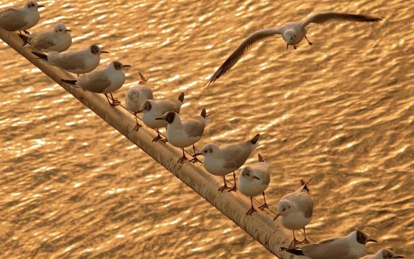 White seagulls perched on a wooden railing above glowing golden water with one bird flying in the background.