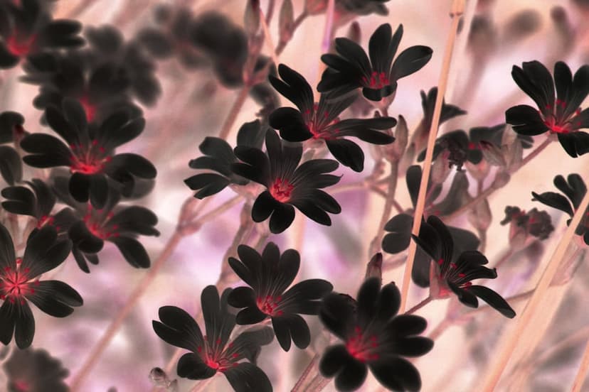 Black flowers with vivid red centers grow on thin stems against a soft pink and lavender blurred background.