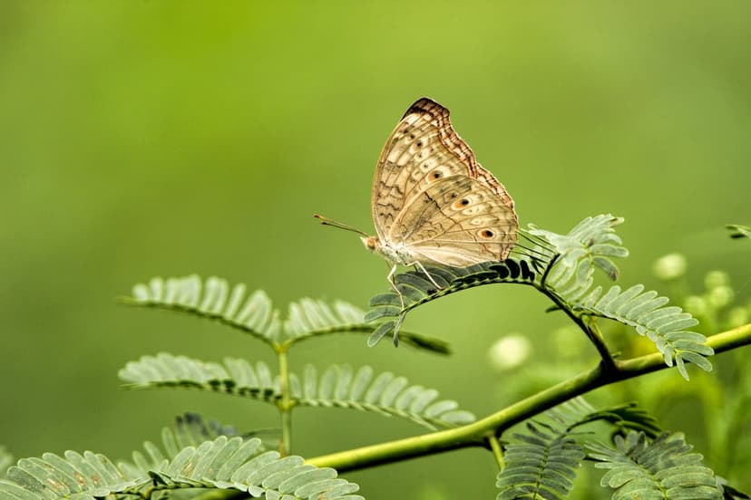 Brown butterfly with patterned wings perches on a vibrant green leafy branch against a blurred forest backdrop.