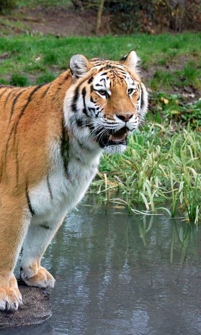 Tiger standing at the edge of a pond