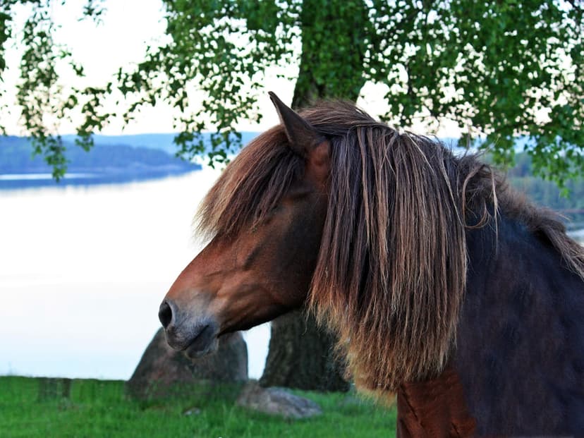 Brown horse with a long mane covering its face stands in a grassy field beside a tranquil reflecting lake.