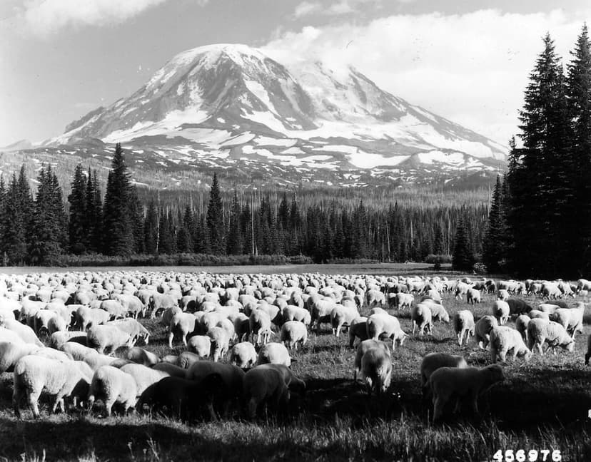 Sheep graze in a vast meadow with an evergreen forest and the snowy peak of Mount Rainier rising in the distance.