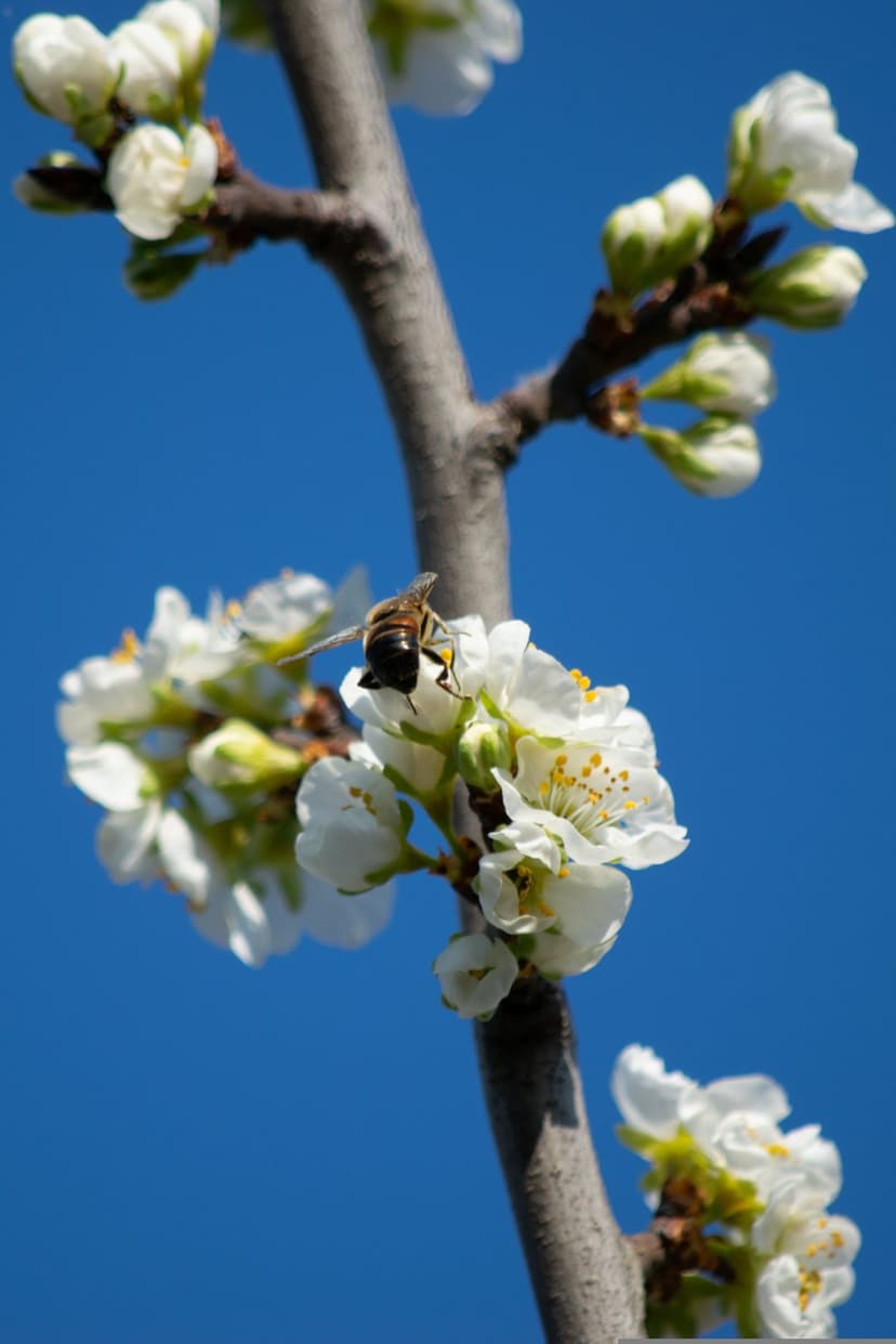Honeybee gathers pollen from white plum blossoms against a clear blue sky during a sunny spring day in nature.