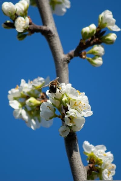 Spring Bee on White Plum Blossoms Mobile Wallpaper