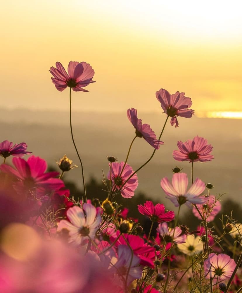 Pink cosmos flowers with delicate petals stand in a sunlit field with a warm golden bokeh background at sunset.