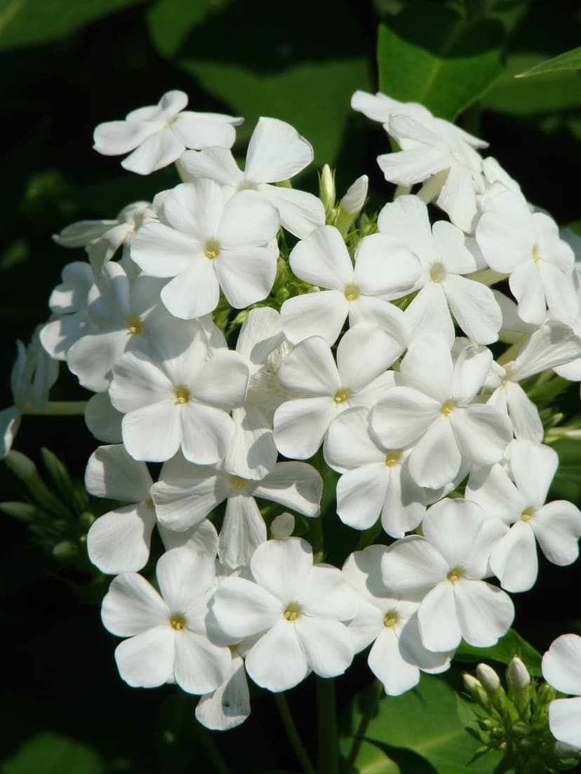 White phlox flowers with yellow centers cluster together under bright sunlight against a soft green foliage backdrop.