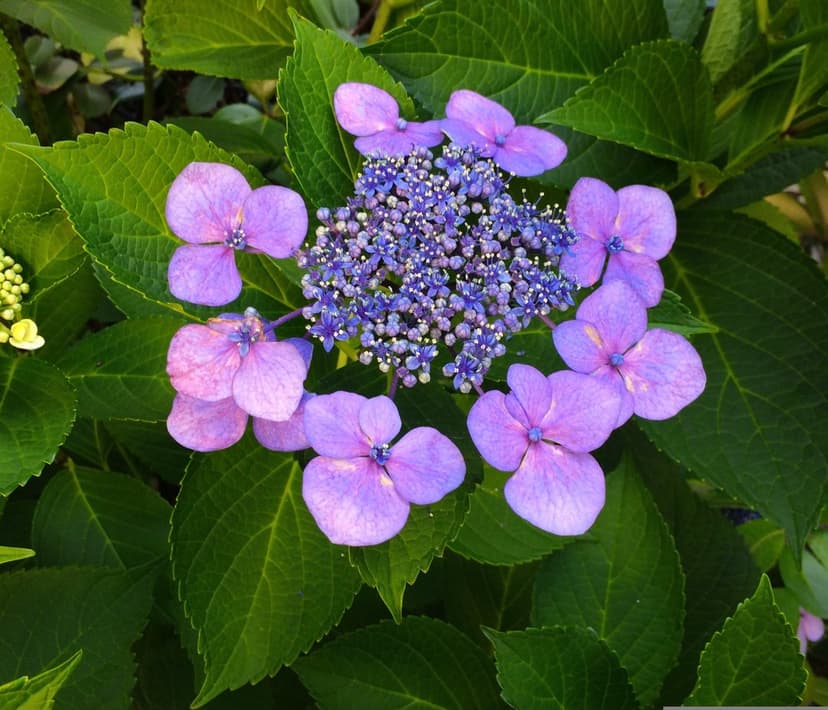 Purple hydrangea florets with lavender petals and dark centers surrounded by textured green garden leaves.