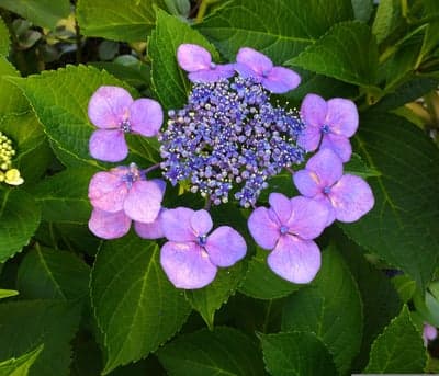 Lavender Hydrangea Bloom Portrait Wallpaper for Mobile