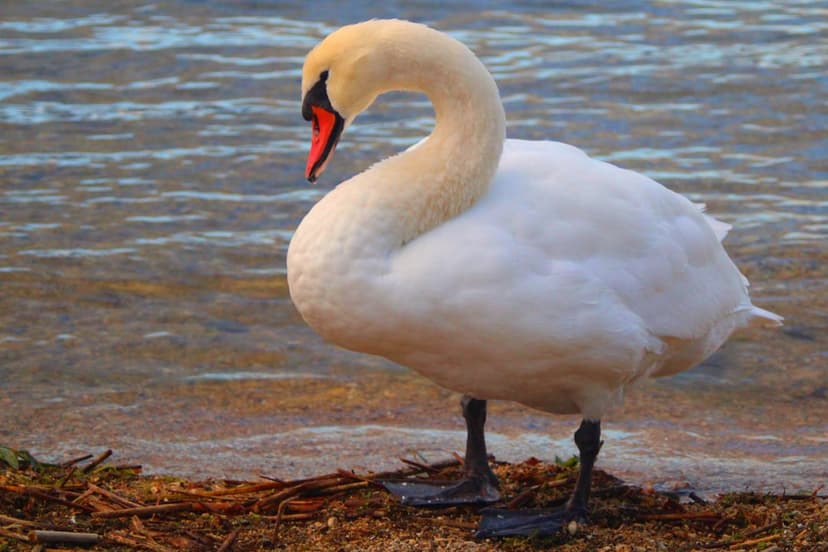 White swan with a curved neck and red beak stands on a pebbled shore beside calm, blue lake water.