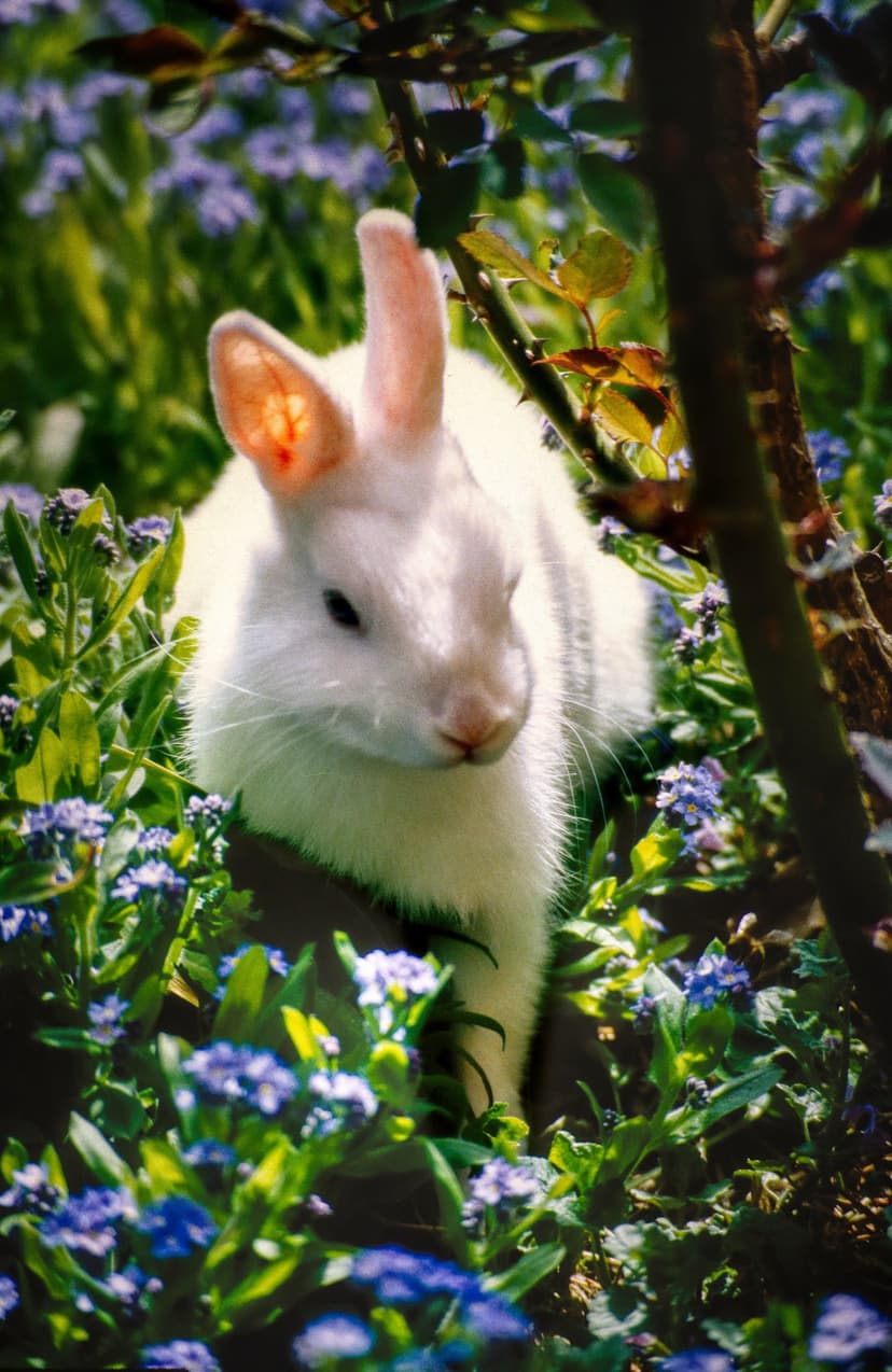 White rabbit with perked ears sitting in a patch of blue forget-me-not flowers and green leaves in a garden.