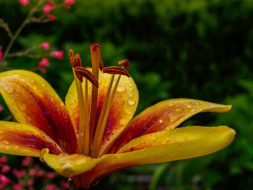 Yellow lily petals with red streaks and glistening water droplets set against a soft green garden background.