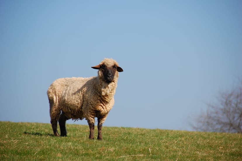 Sheep with a dark face and thick wool stands on a grassy slope under a clear blue sky during a sunny day.