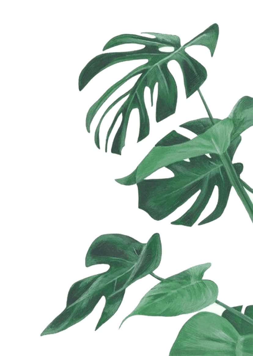 Monstera Deliciosa watercolor leaves featuring hand-painted textures, emerald green shades, and perforated edges.