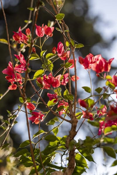 Crimson Bougainvillea Bloom Vertical Floral Wallpaper