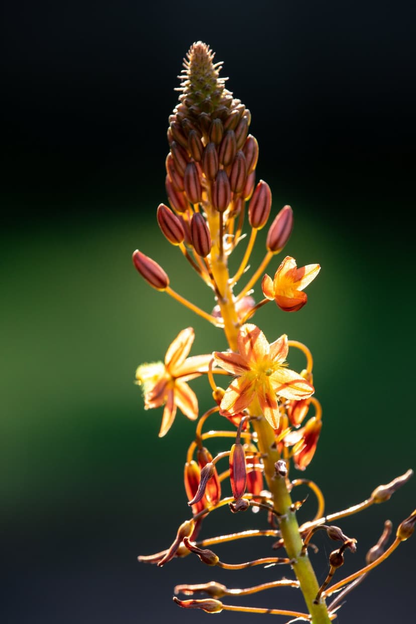 Orange and red striped petals illuminated by sun rays against a dark green blurred background with flower buds.
