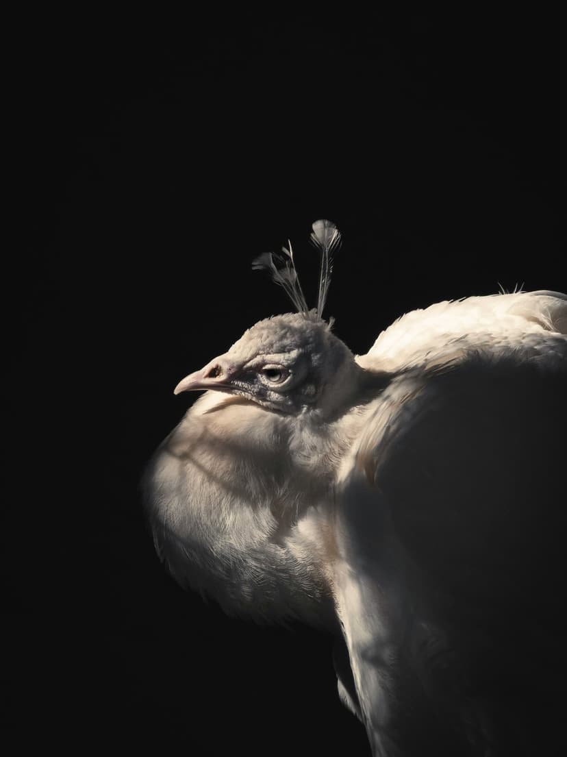 Albino peacock head with a tall feather crest and sharp dark eye against a black shadowed background.