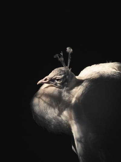 Albino Peacock Head with Crest in Dramatic Light