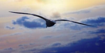 Seagull Soaring through Sunset Clouds Phone Wallpaper