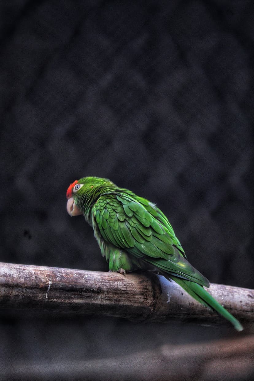 Red-headed green parrot perched on a weathered wood branch against a dark, moody background in sharp detail.