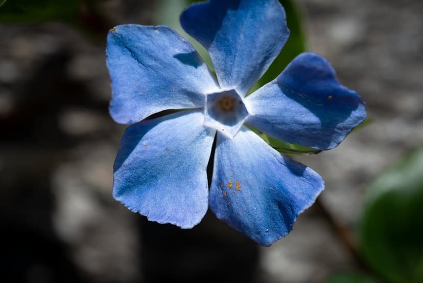 Blue periwinkle flower with five rounded petals and a white center shown in a detailed close-up macro view.