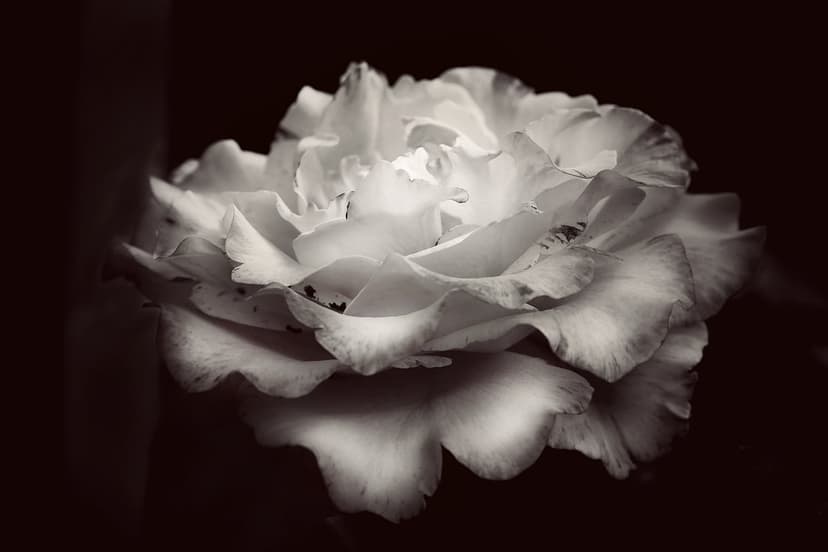 Bloomed rose with ruffled petals in high-contrast black and white, showcasing intricate textures and deep shadows.