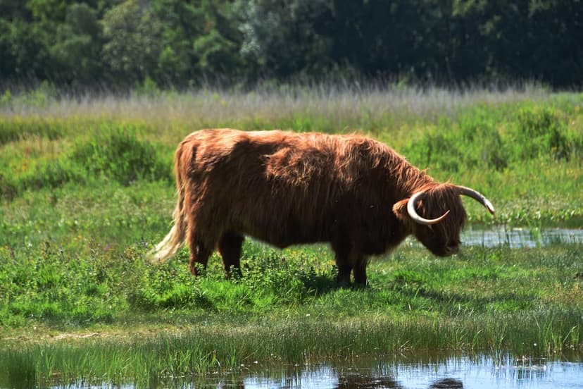 Highland cow with long shaggy fur and curved horns grazing in a grassy wetland with a reflective water pool.