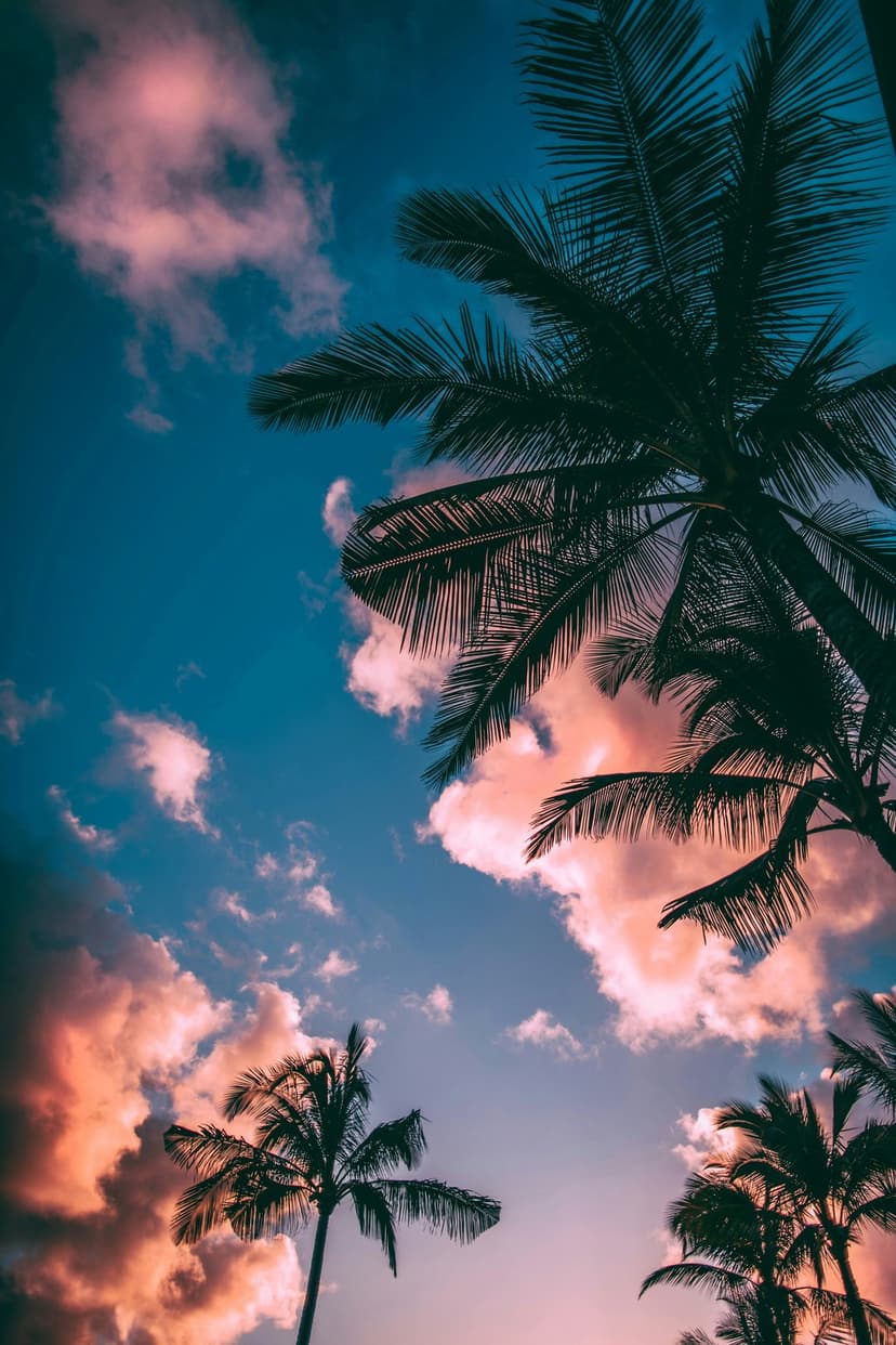 Palm tree silhouettes against a blue and pink sunset sky with fluffy clouds from a low-angle perspective.