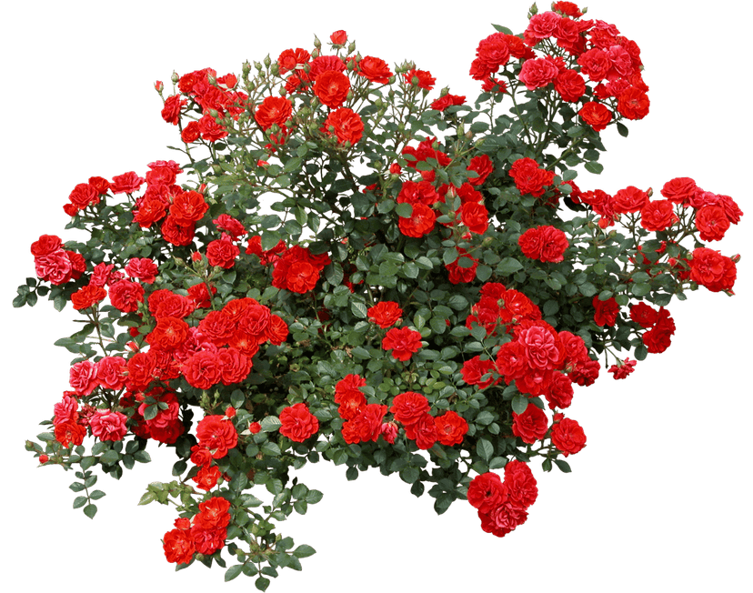 Red rose bush featuring dense green foliage and numerous small blooming crimson flowers on transparent background.