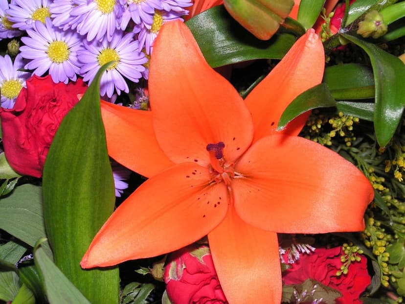 Orange lily with speckled petals centered among purple asters and red roses in a top-down macro view.