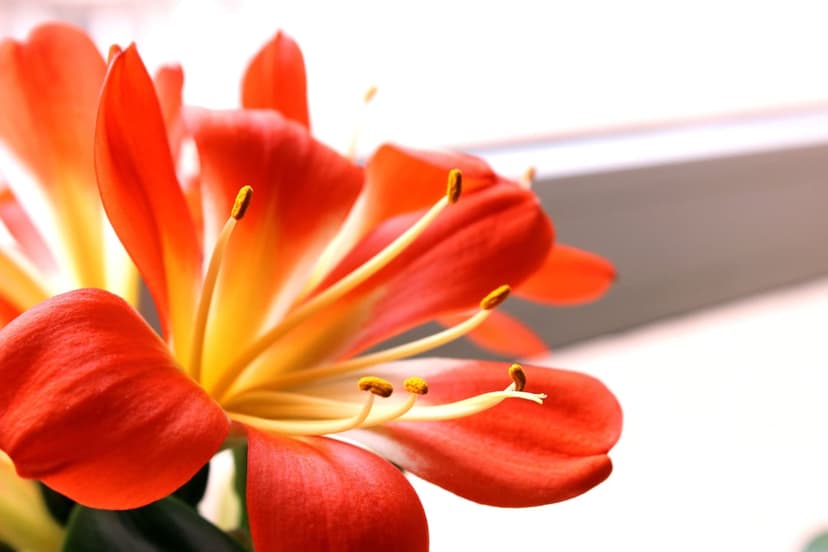 Orange Clivia flower petals and yellow stamens show intricate textures against a soft green background blur.