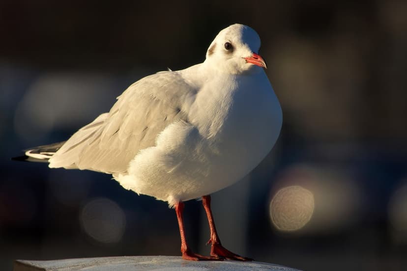 White seagull with an orange beak and bright eyes stands against a soft bokeh background in sharp focus.