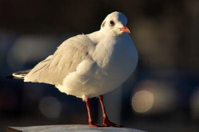 Sharp Seagull Portrait with Orange Beak Mobile Background