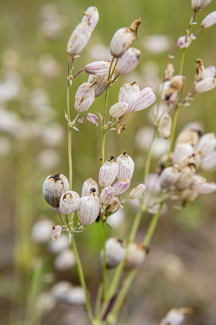 Purple striped seed pods with visible veins stand against a soft green background in a macro botanical close-up.
