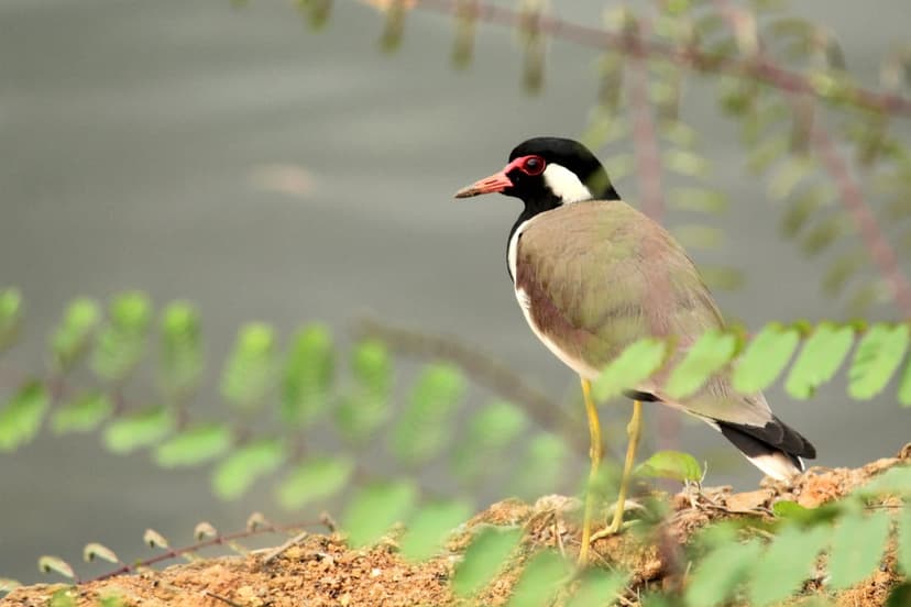 Red-wattled lapwing with yellow legs stands on a dirt bank near water with green leaves in the background.