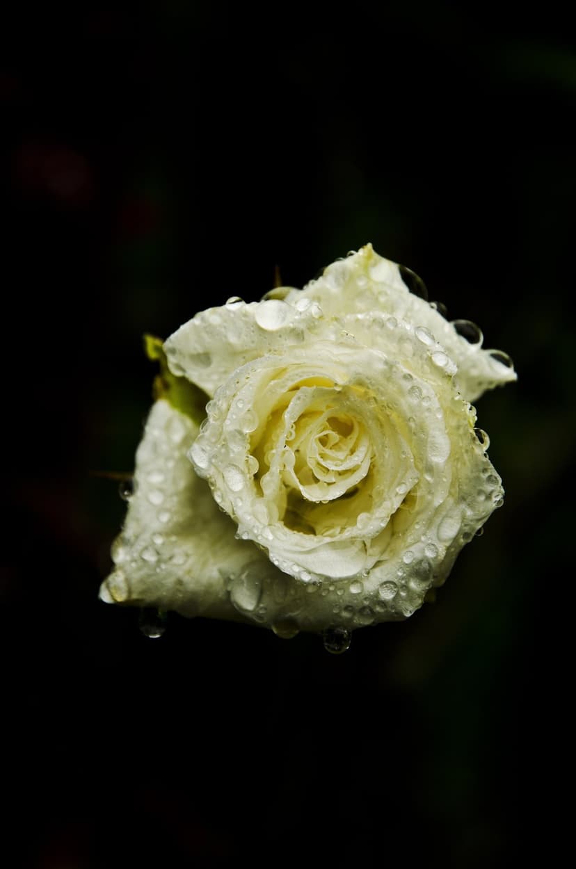 White rose petals covered in clear water droplets against a dark blurred background in a vertical close-up shot.