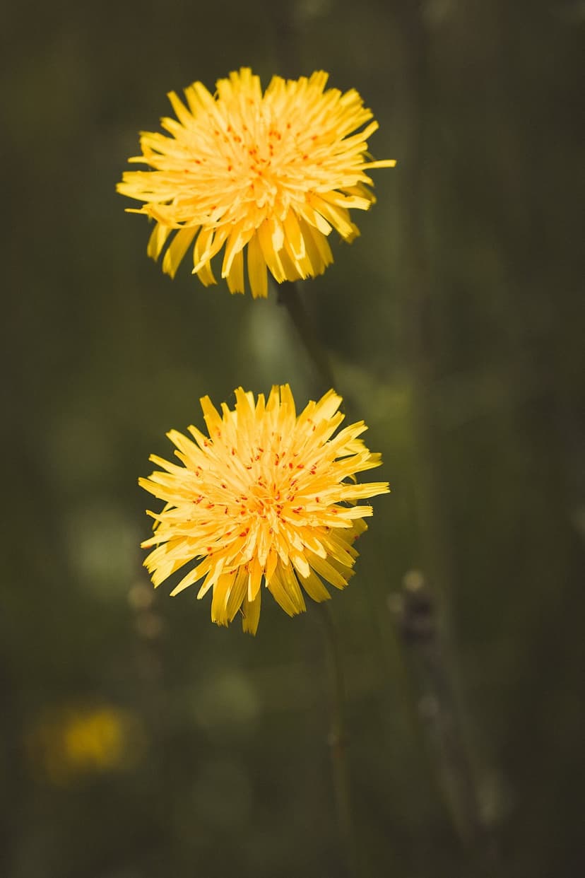 Two yellow dandelions in sharp focus against a blurred dark green forest floor background with soft sunlight.