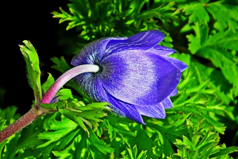 Purple anemone flower macro showing velvety petals and fuzzy stamen against a soft green leafy background.