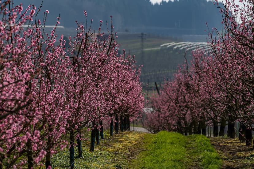 Peach trees with pink blossoms stand in rows under bright sunlight with green hills and greenhouses in the distance.